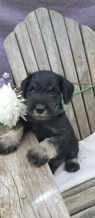 Miniature Schnauzer Puppies, View more