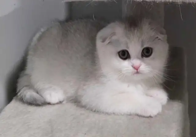 scottish-fold-mix-kittens-cats-kittens-for-rehoming-ottawa-free