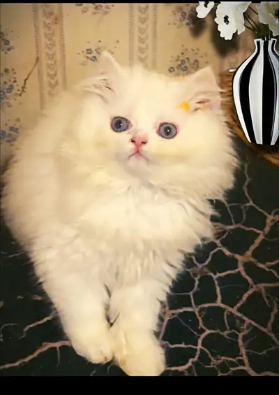 Purring persian  kittens (Doll face )), View more