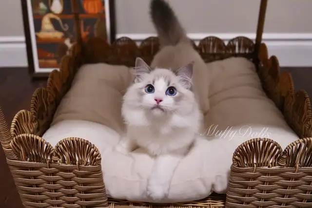 Purebred Ragdoll Kittens Looking For New Home in Cats & Kittens for Rehoming in City of Toronto - Image 4