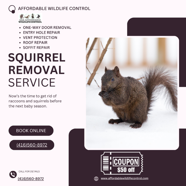 Affordable Raccoon Removal Mississauga in Other in Mississauga / Peel Region - Image 6