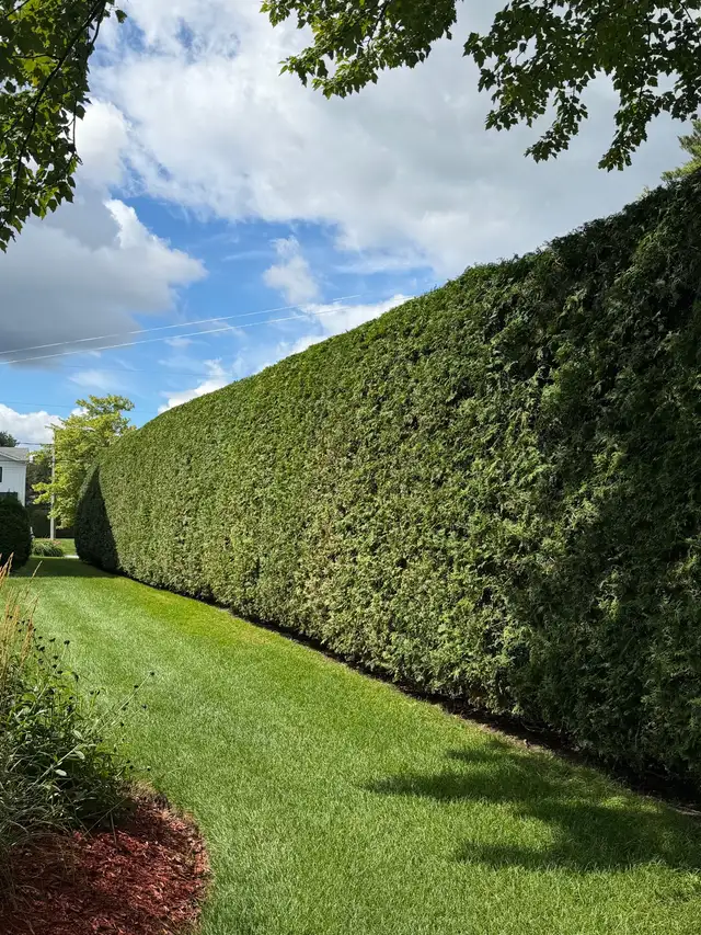 Hedge Trimming with Experience