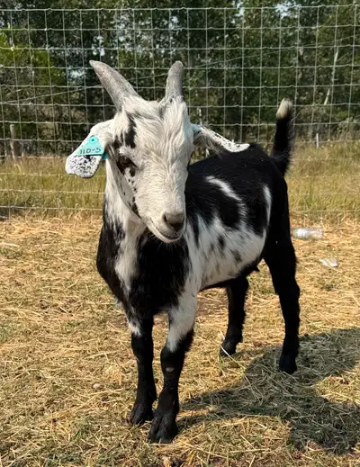 Pure bred kiko bucklings born march 2025. Ready to go all from registered stock that is vet tested y...