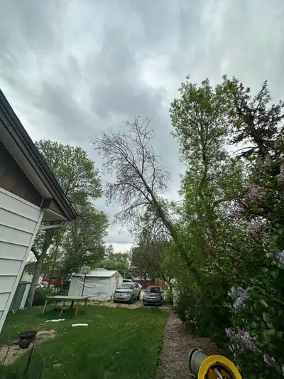 tree pruning/Removals, View more