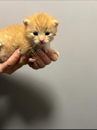 Orange cute kitten