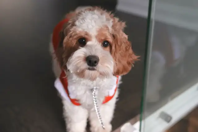 2 years old cockapoo for rehome | Dogs & Puppies for Rehoming | City of ...