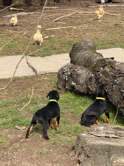 Doberman puppy + adult Doberman + imported breeding female, View more