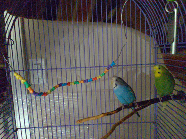 Budgies for pair in Birds for Rehoming in Abbotsford - Image 2