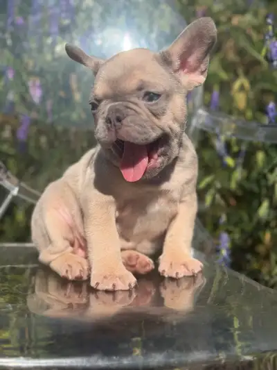 FRENCH BULLDOGS CKC REGISTERED, View more