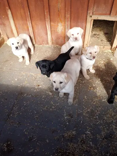 Labrador Retriever Puppies - 4 yellow, 2 black, View more