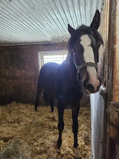 2 year old standardbred gelding, View more