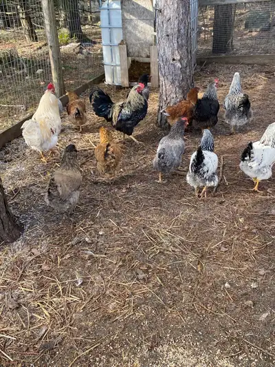mixed breed chicken hatching eggs , View more