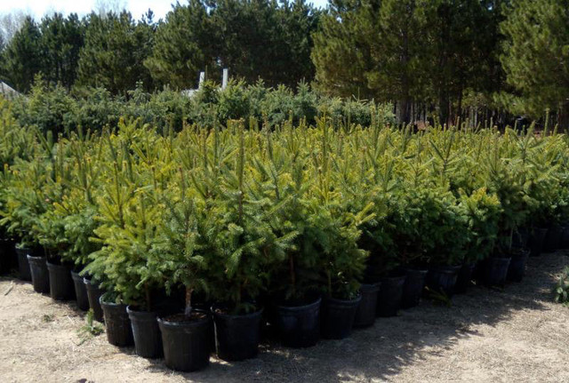 Nova Scotia Trees For Sale  in Plants, Fertilizer & Soil in Dartmouth - Image 4