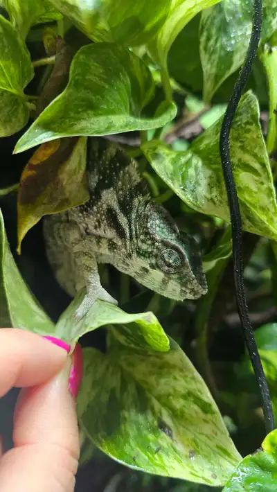 Young Male Ambanja Panther Chameleon, View more