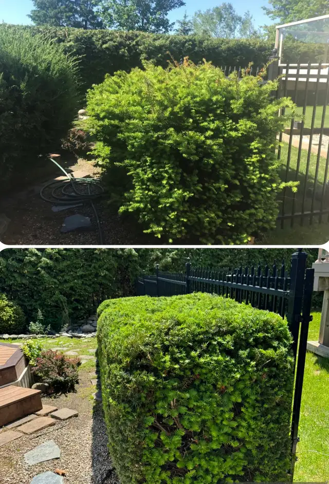 Landscaping & Hedge trimming in Lawn, Tree Maintenance & Eavestrough in Ottawa - Image 4