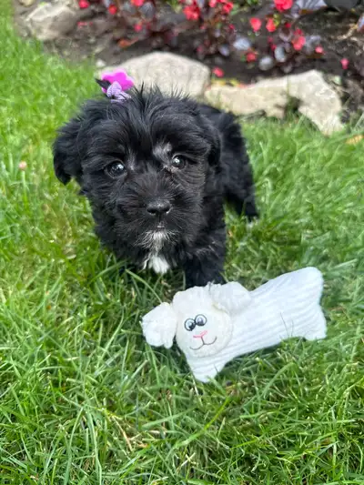 Adorable Toy Size Female Morkie Ready For Pickup❣️, View more
