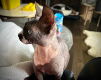 Sphynx cat available (female, intact, hairless)