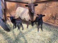 Hair sheep ewe with twin ewe lambs  PENDING P.U.