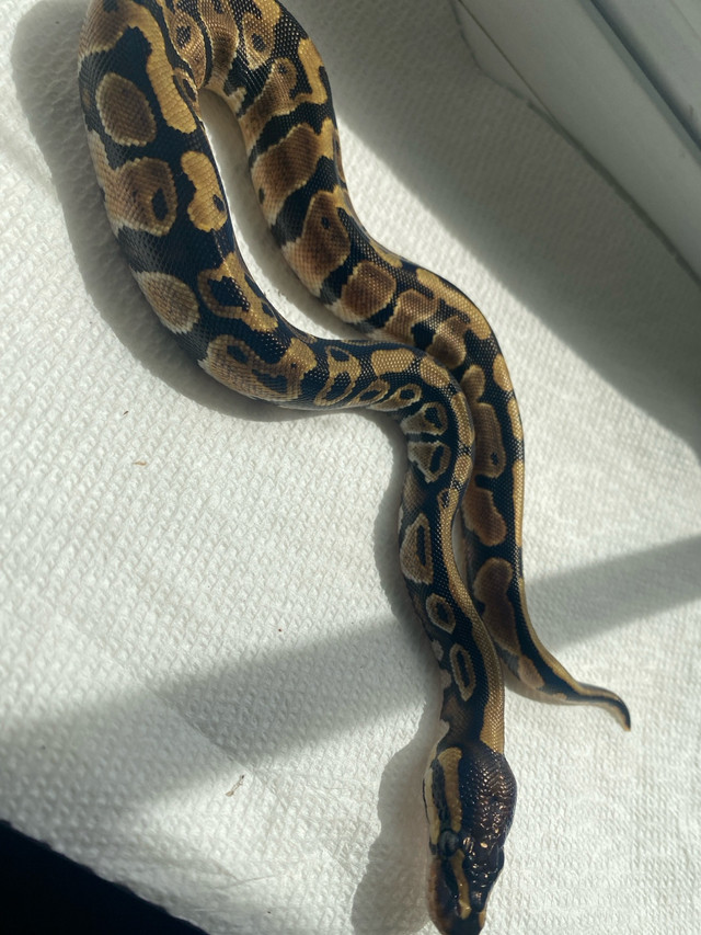hey pied female ball python in Reptiles & Amphibians for Rehoming in Barrie - Image 2