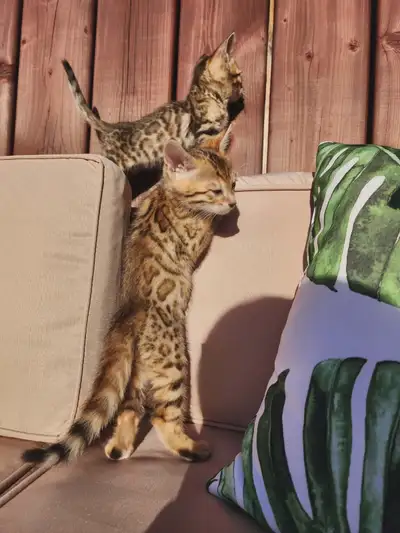 5 Chatons  bengal à vendre  (TICA), View more
