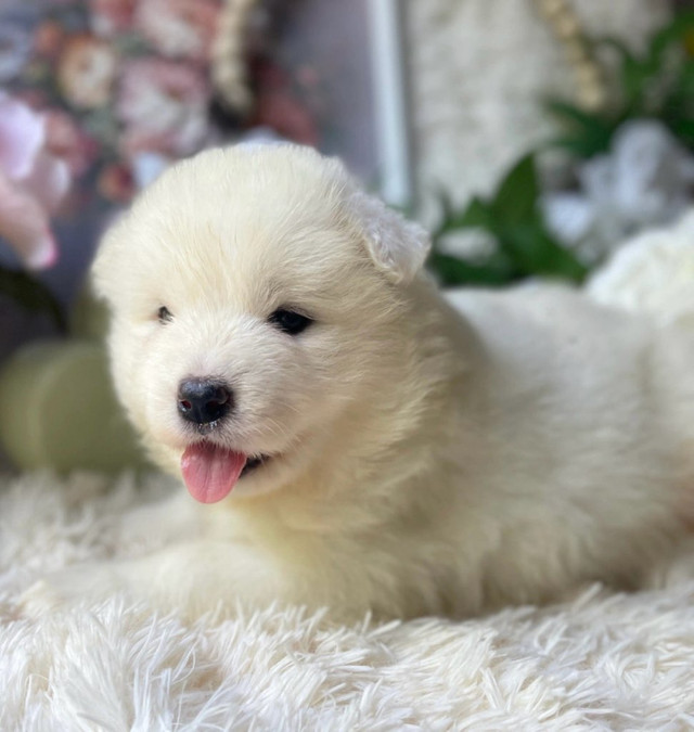 TOP Quality Teddy bear Samoyed puppies European blooline in Dogs & Puppies for Rehoming in Markham / York Region - Image 3