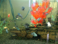 Cichlids Convicts for sell
