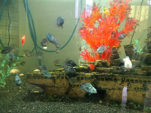 Cichlids Convicts for sell in Fish for Rehoming in Gatineau
