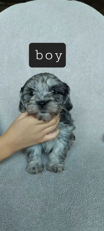 Beautiful Shih-Poo Puppies, View more