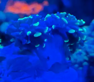 Neon Splatter Branching Hammer - saltwater coral frag , View more