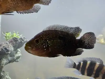 Jack Dempseys African Cichlids, View more