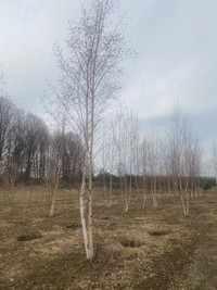 White Birch, Paper Birch Trees Singles and Clumps 