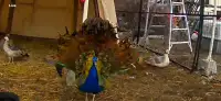 Peafowl 
