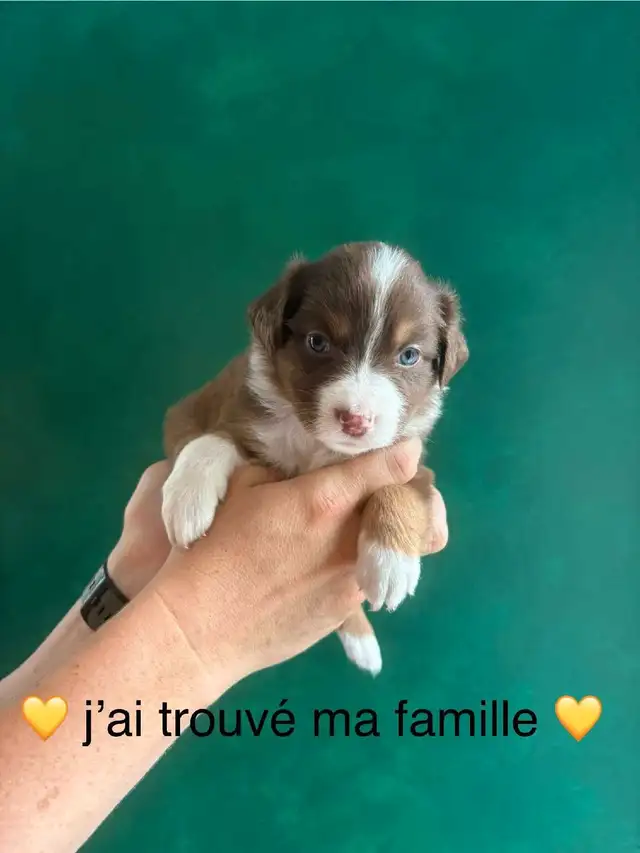 Superbe Portée de Chiots Berger Australien in Dogs & Puppies for Rehoming in Longueuil / South Shore - Image 5