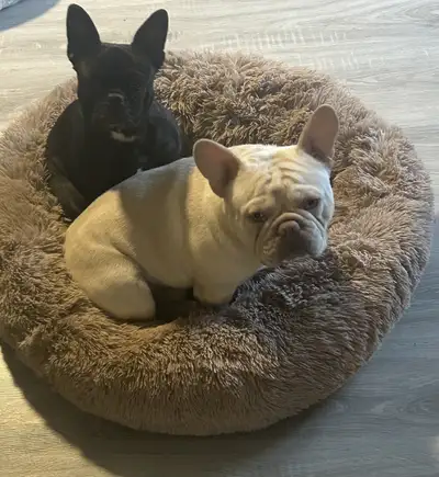 French Bulldogs, View more