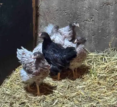 Blue Laced Red Wyandotte roosters chickens, View more
