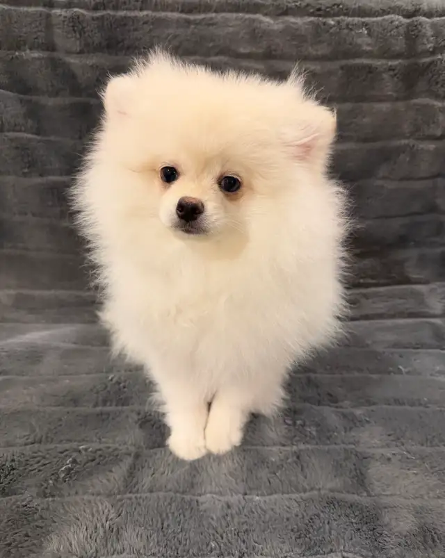 Pomeranian puppy in Dogs & Puppies for Rehoming in Richmond - Image 3