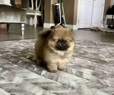 “Royal” is out of my Nica x Reece litter, parents are shown and health tested, mom (Nica, creamsable...
