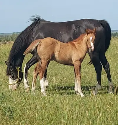 Yearling red dun quarter pony filly, View more