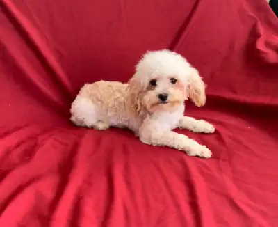 Maltipoo pups Ready for there forever homes. 1 male smaller one around 5 lbs and 1 female around 6 1...