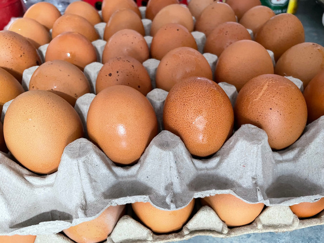 Farm eggs in Other in Strathcona County