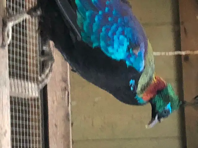 Impeyan Pheasant Pair in Livestock in Calgary - Image 4