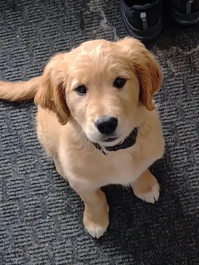 rehoming puppy in Dogs & Puppies for Rehoming in Markham / York Region - Image 6