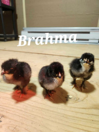 Brahma chicks 