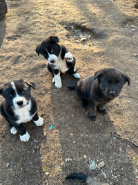 Well mannered adorable Husky/Lab Mix puppies for sale!