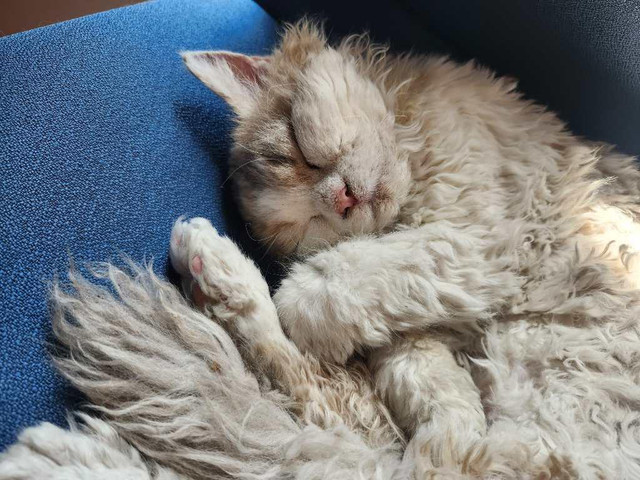 Selkirk Rex Cat dans Chats et chatons à adopter  à Ville de Montréal - Image 4