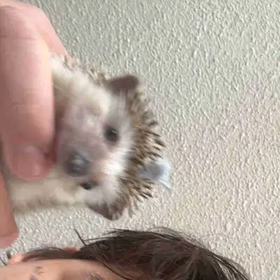 hedgehog for sale, View more