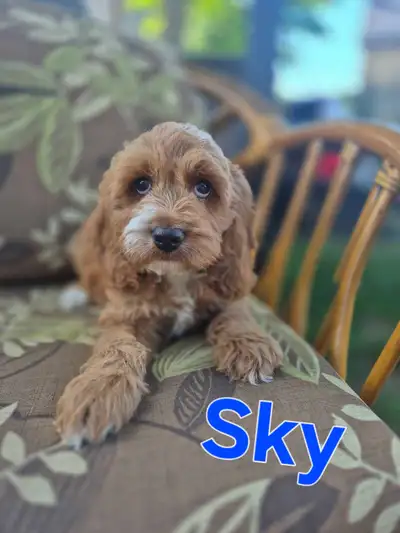 Beautiful Cockapoo Puppies Ready for Forever Homes, View more