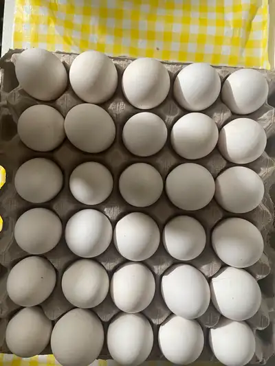 Organic Eggs. $15 per one Egg cartoon