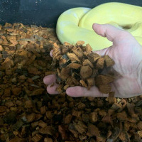 Premium Chipped Coconut Husk Substrate