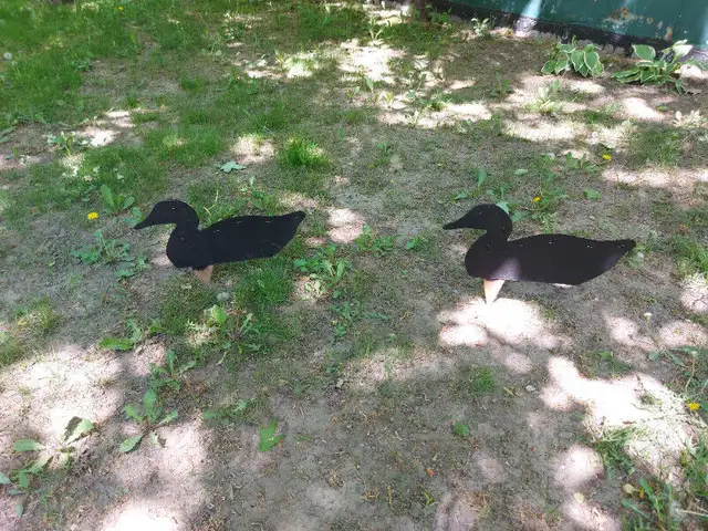 Antique duck decoys in Arts & Collectibles in Ottawa - Image 5